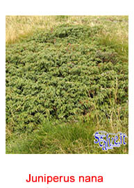 Juniperus nana