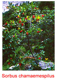 Sorbus chamaemespilus